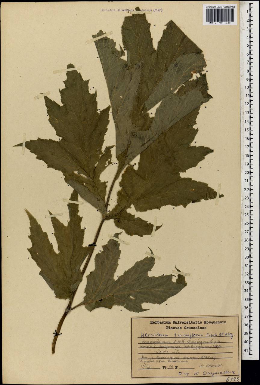 Heracleum trachyloma Fisch. & C.A.Mey., Caucasus, Azerbaijan (K6) (Azerbaijan)