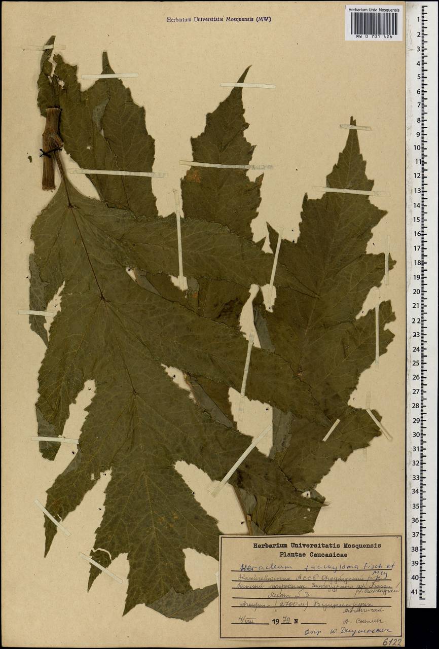 Heracleum trachyloma Fisch. & C.A.Mey., Caucasus, Azerbaijan (K6) (Azerbaijan)