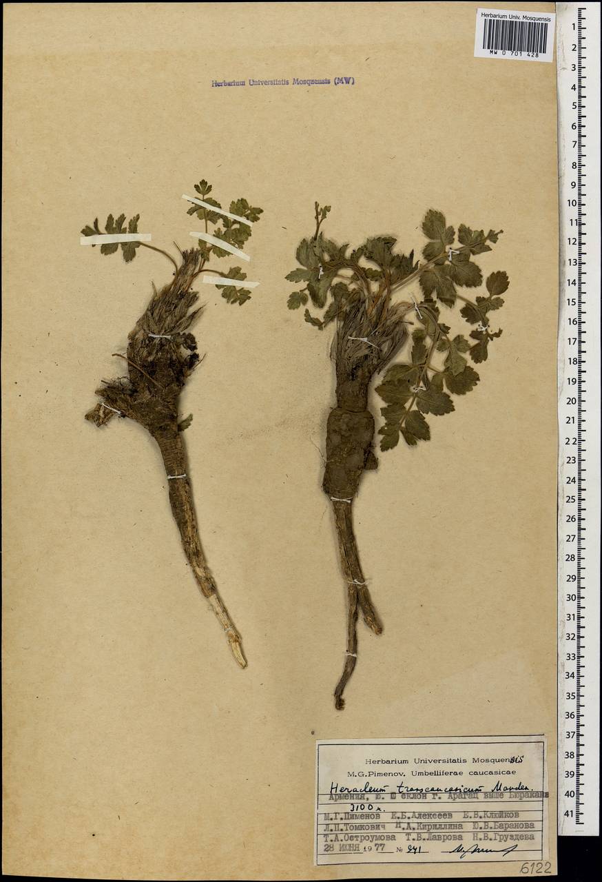 Heracleum pastinacifolium K.Koch, Caucasus, Armenia (K5) (Armenia)