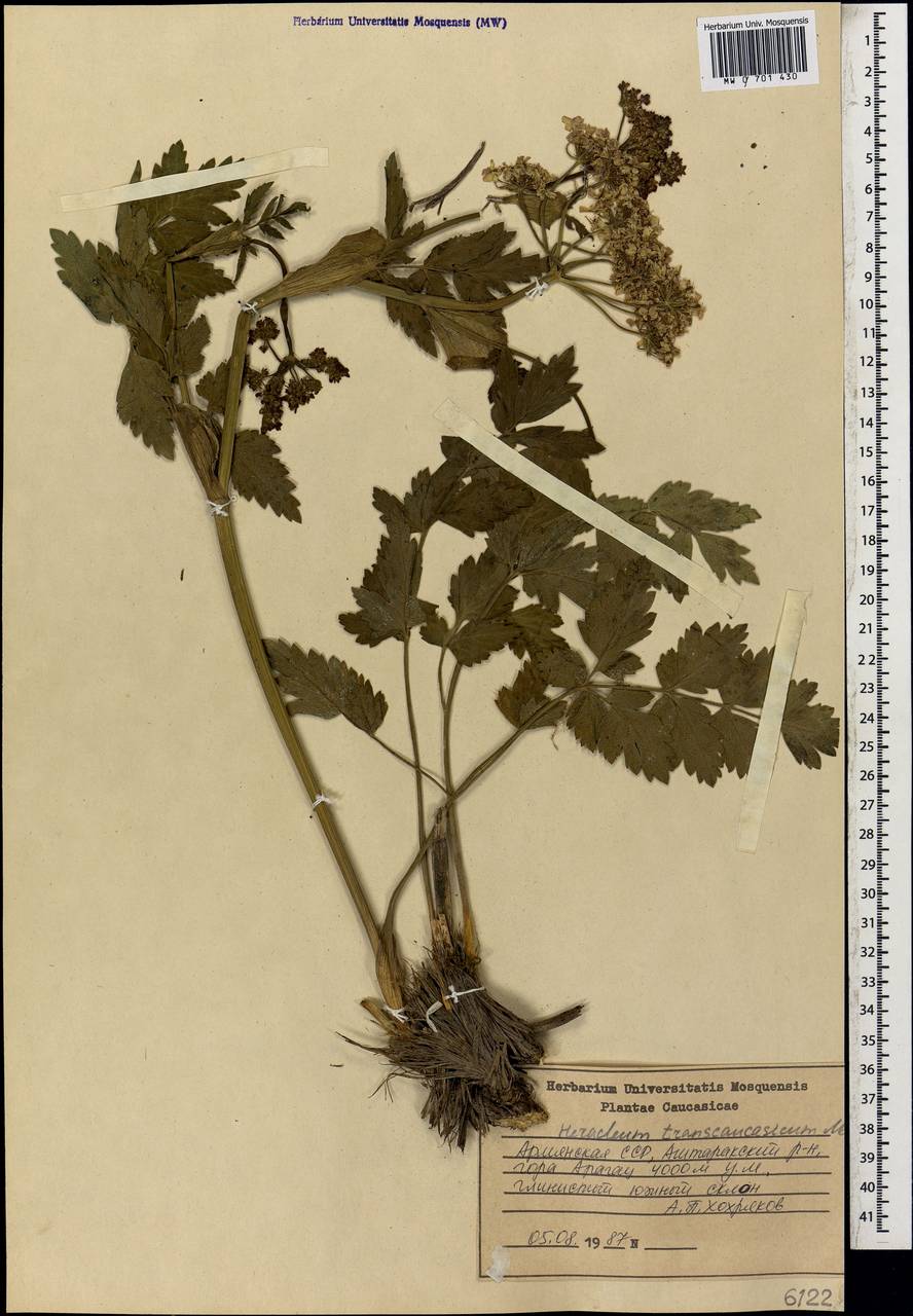 Heracleum pastinacifolium K.Koch, Caucasus, Armenia (K5) (Armenia)