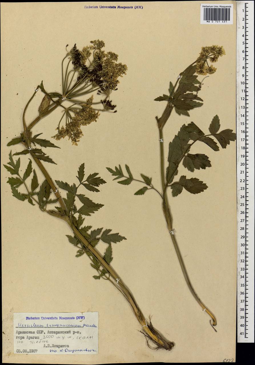 Heracleum pastinacifolium K.Koch, Caucasus, Armenia (K5) (Armenia)