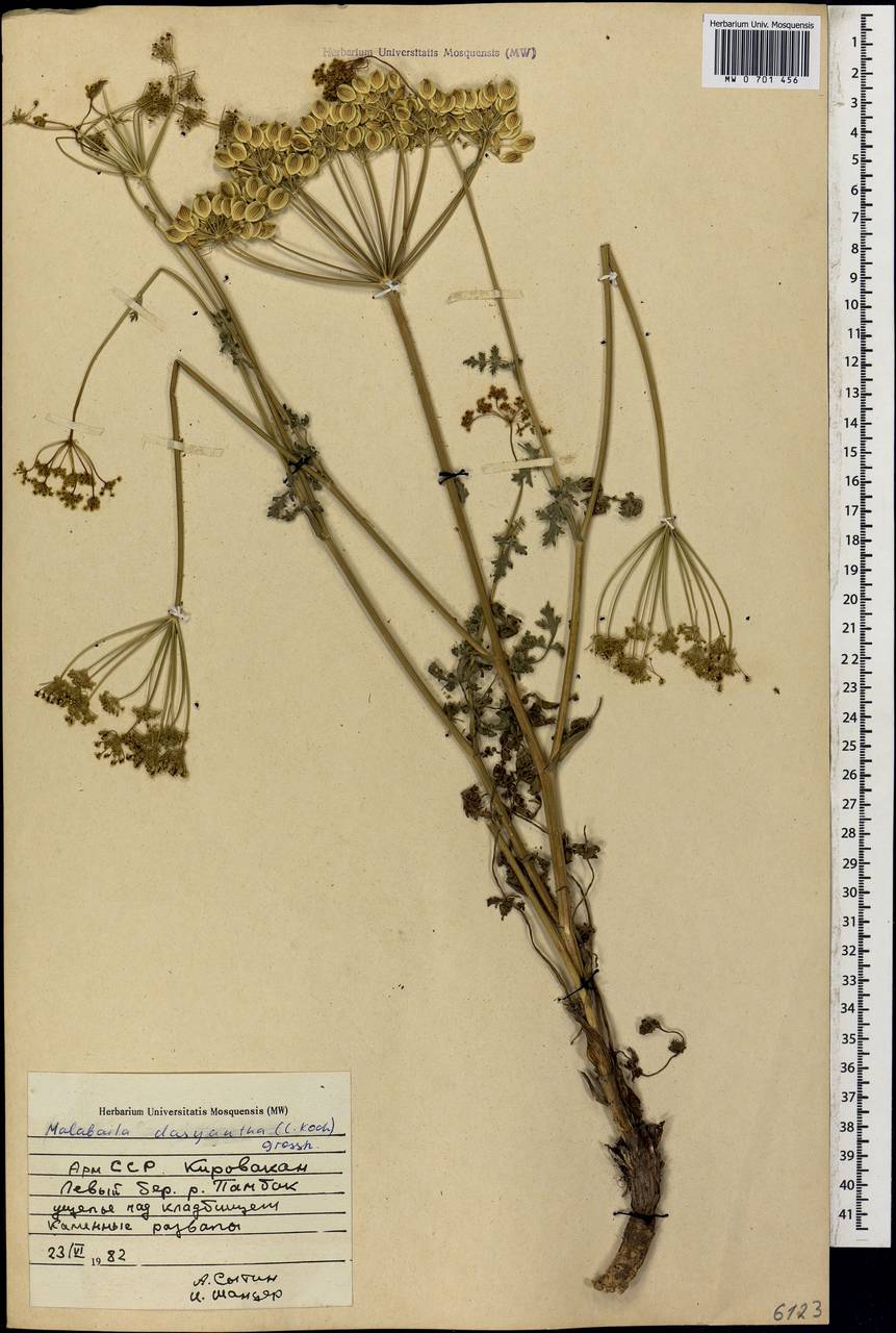 Leiotulus dasyanthus (K.Koch) Pimenov & Ostr., Caucasus, Armenia (K5) (Armenia)
