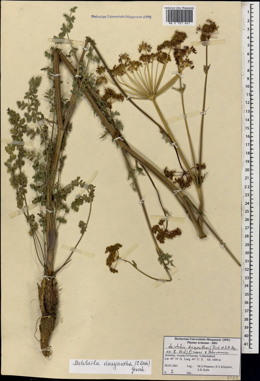 Leiotulus dasyanthus (K.Koch) Pimenov & Ostr., Caucasus, Armenia (K5) (Armenia)
