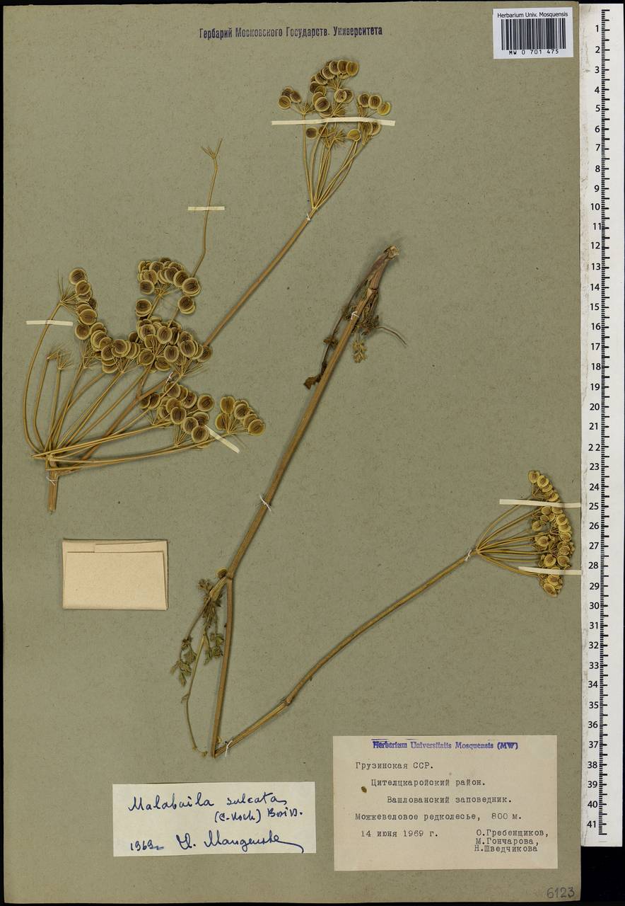 Malabaila sulcata Boiss., Caucasus, Georgia (K4) (Georgia)