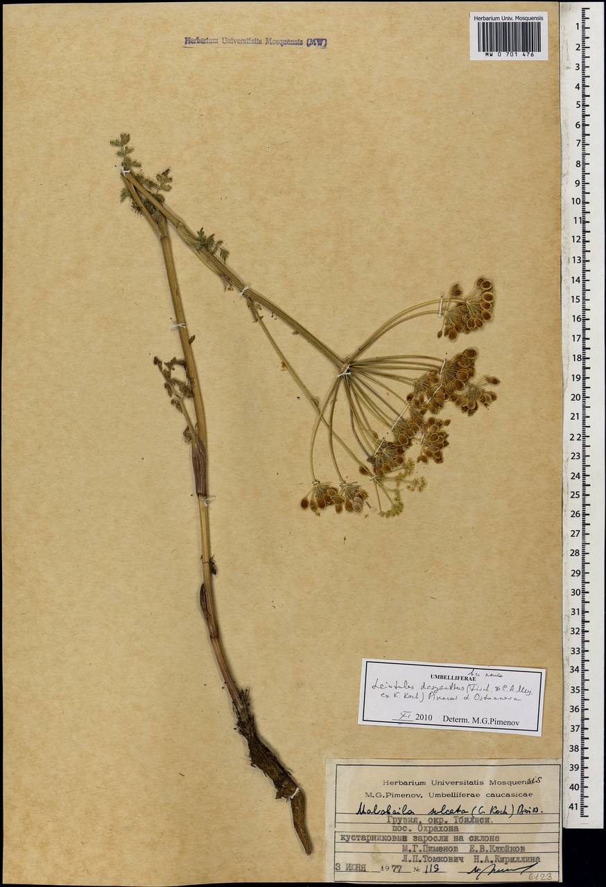 Malabaila sulcata Boiss., Caucasus, Georgia (K4) (Georgia)