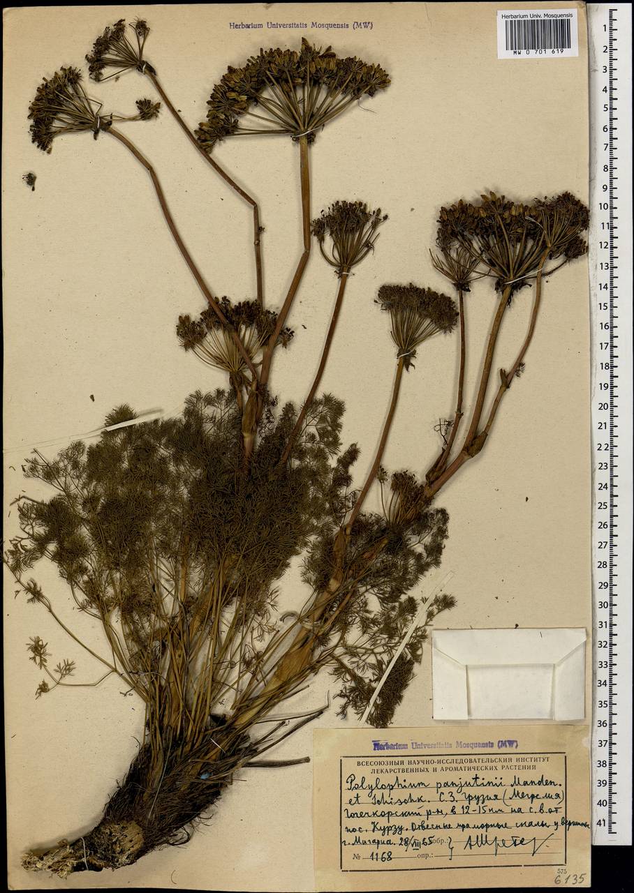 Laser panjutinii (Manden. & Schischk.) Banasiak, Wojew. & Spalik, Caucasus, Georgia (K4) (Georgia)