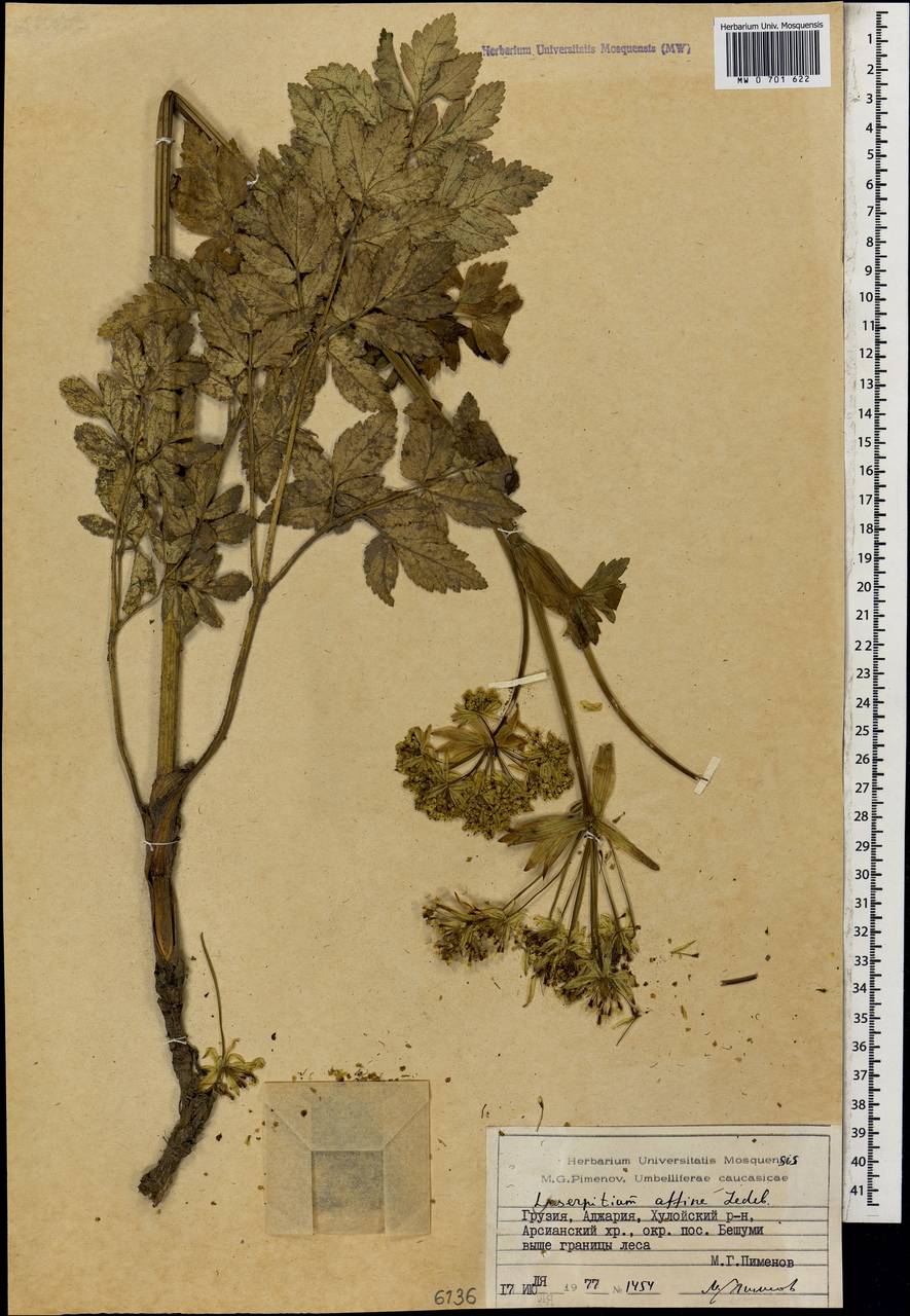 Laser affine (Ledeb.) Wojew. & Spalik, Caucasus, Georgia (K4) (Georgia)