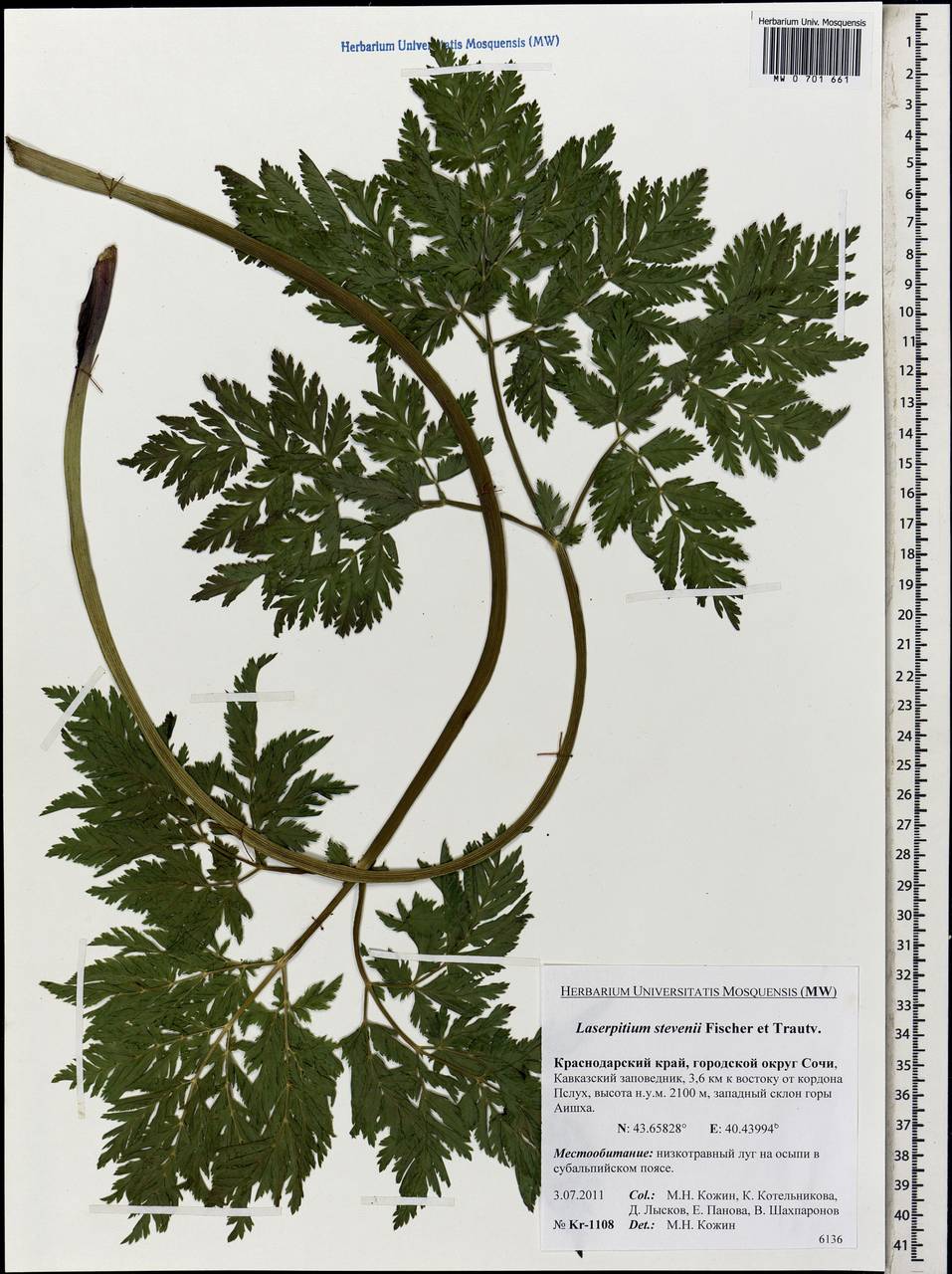 Laser stevenii (Fisch. & Trautv.) Wojew. & Spalik, Caucasus, Krasnodar Krai & Adygea (K1a) (Russia)