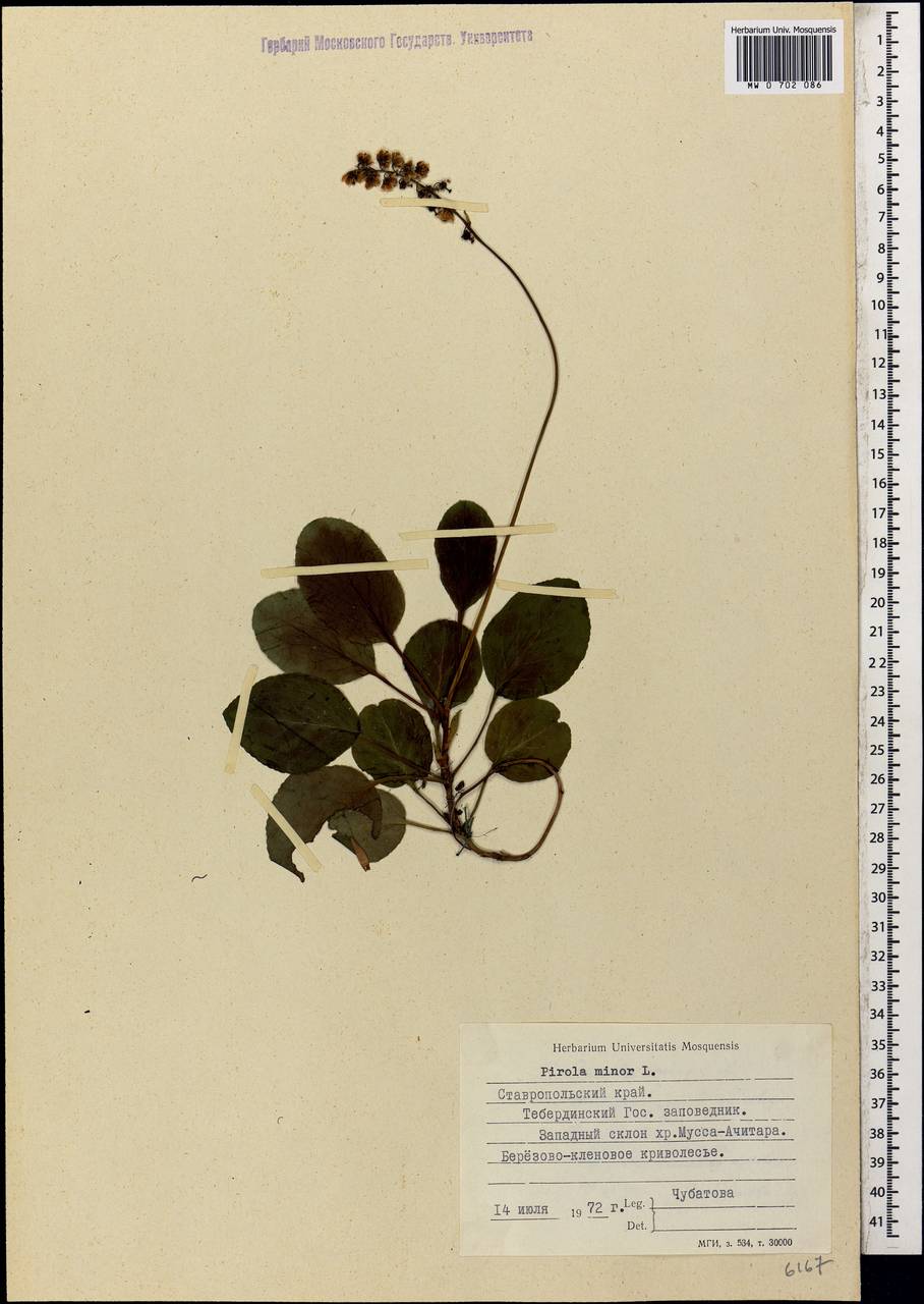 Pyrola minor L., Caucasus, Stavropol Krai, Karachay-Cherkessia & Kabardino-Balkaria (K1b) (Russia)