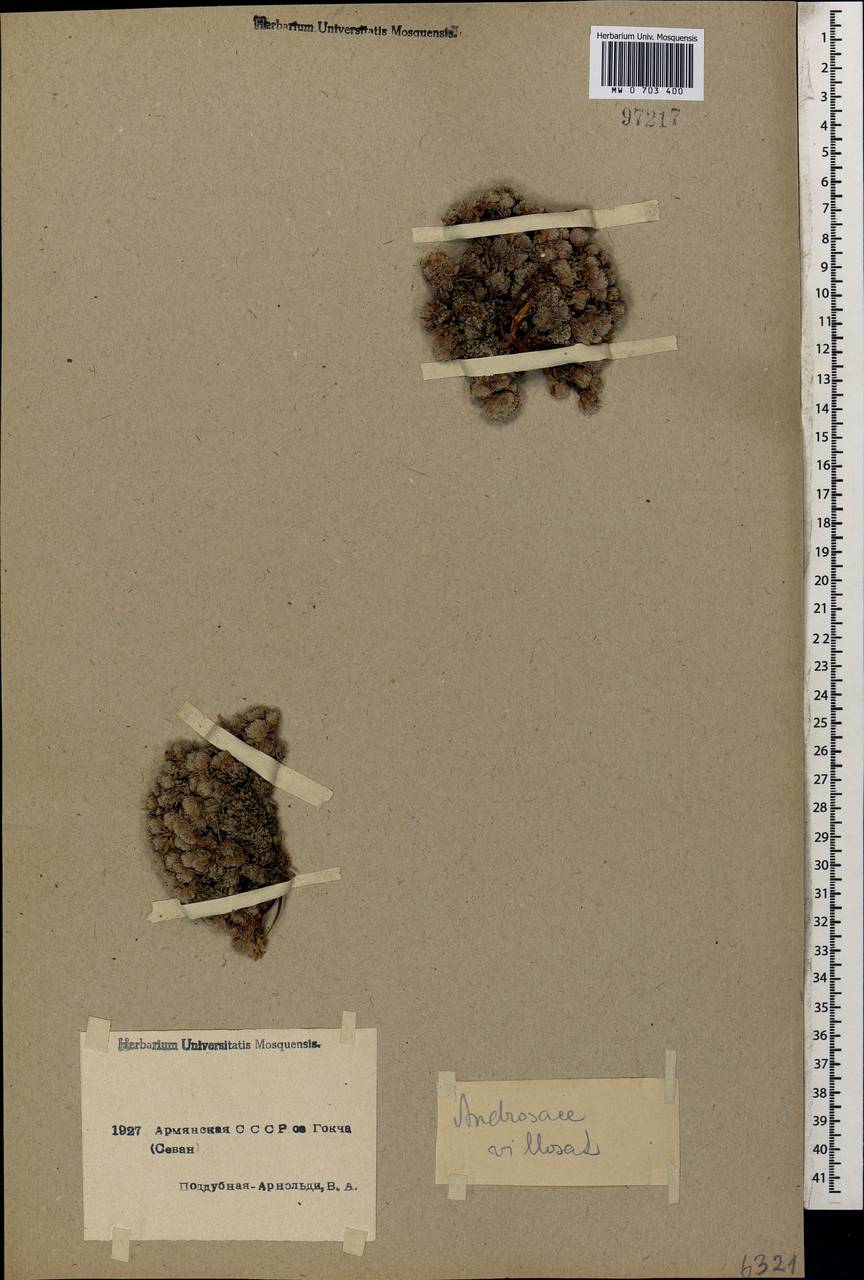 Androsace villosa L., Caucasus, Armenia (K5) (Armenia)
