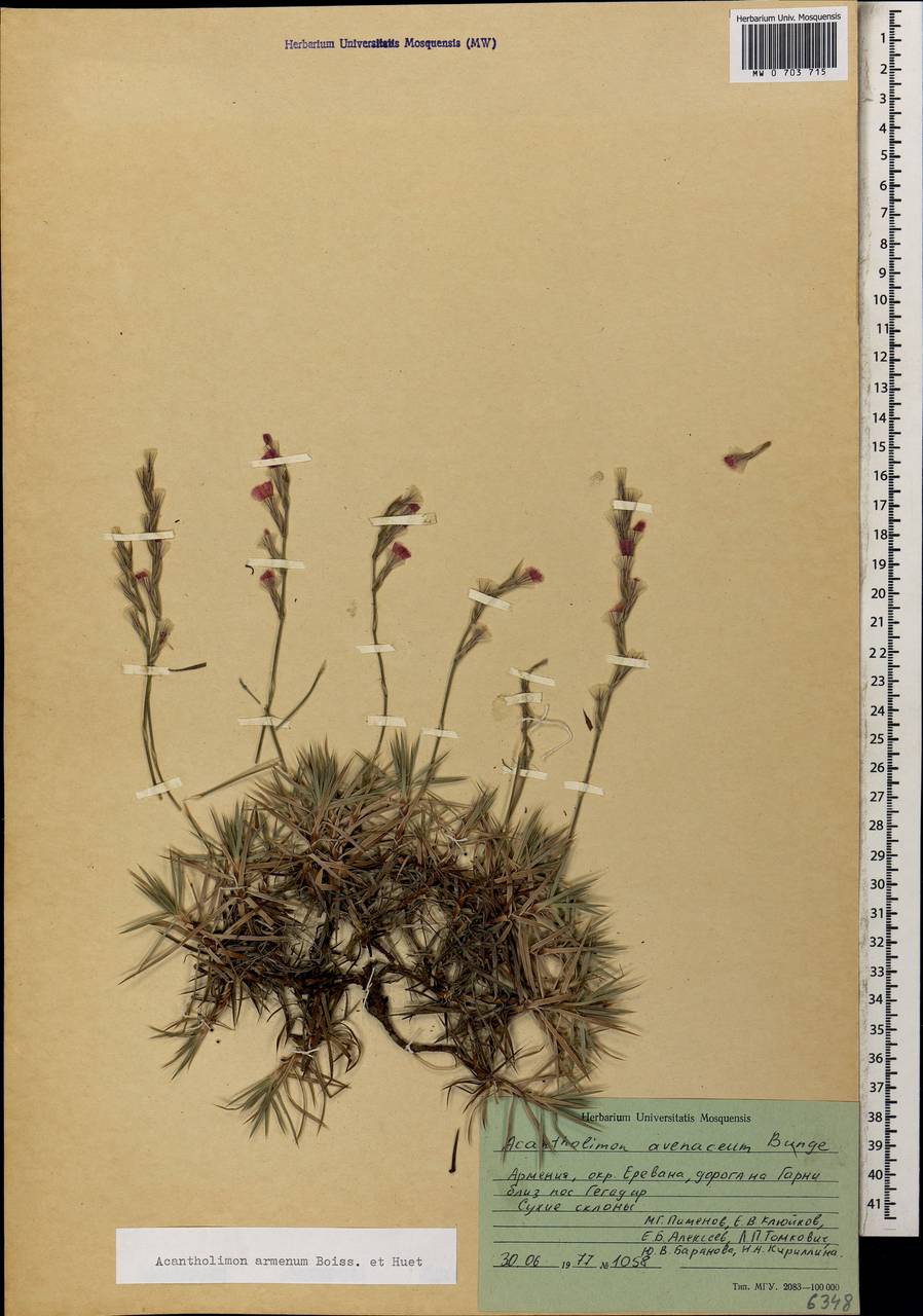 Acantholimon armenum Boiss. & A. Huet, Caucasus, Armenia (K5) (Armenia)