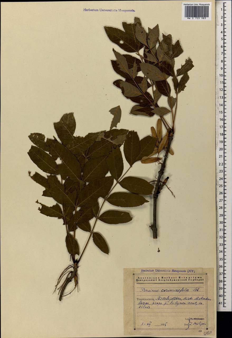 Fraxinus excelsior subsp. coriariifolia (Scheele) A.E.Murray, Caucasus, Azerbaijan (K6) (Azerbaijan)