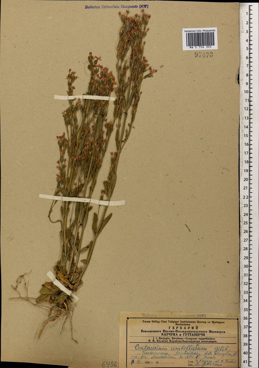 Centaurium erythraea Rafn, Caucasus, Azerbaijan (K6) (Azerbaijan)
