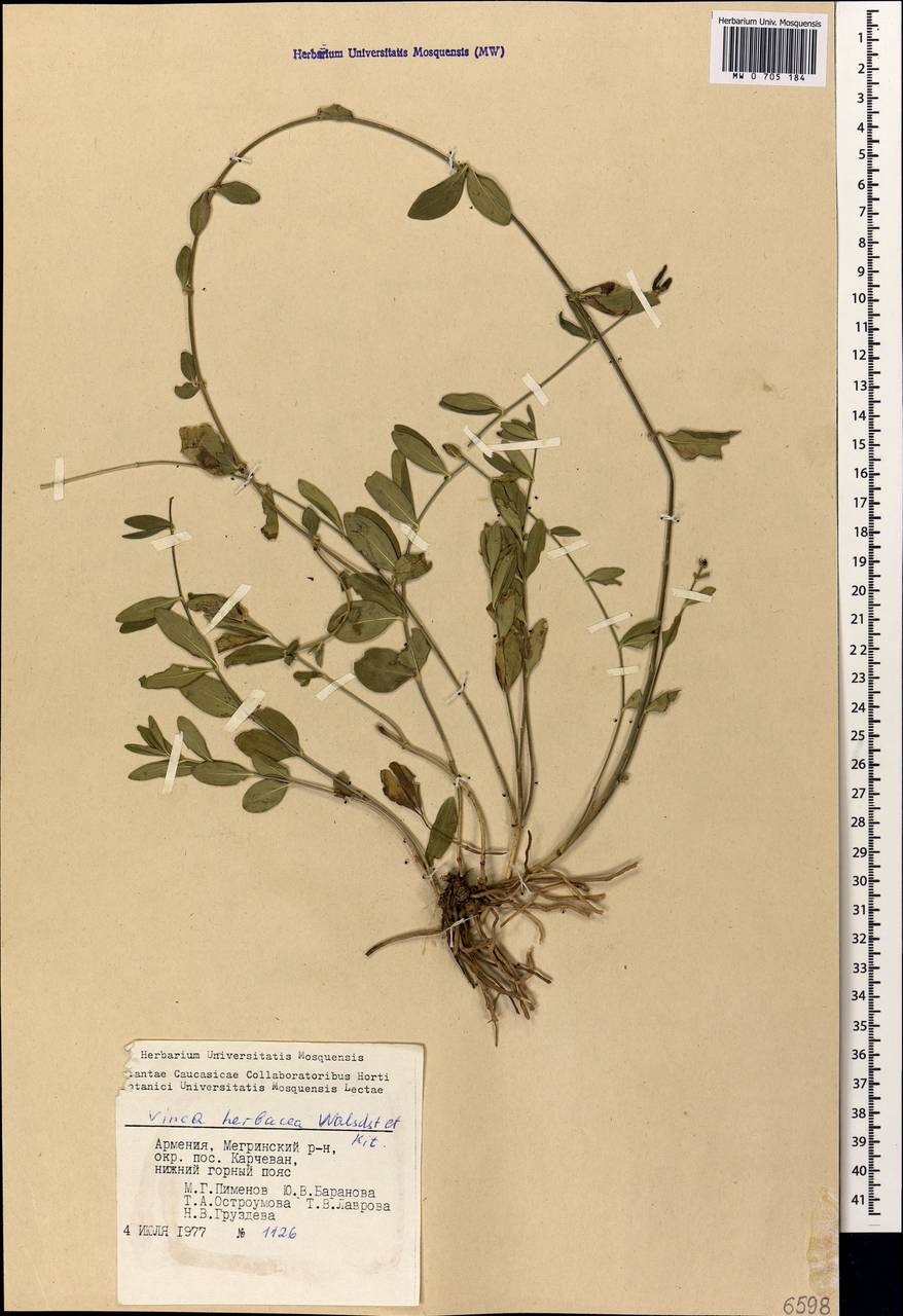Vinca herbacea Waldst. & Kit., Caucasus, Armenia (K5) (Armenia)