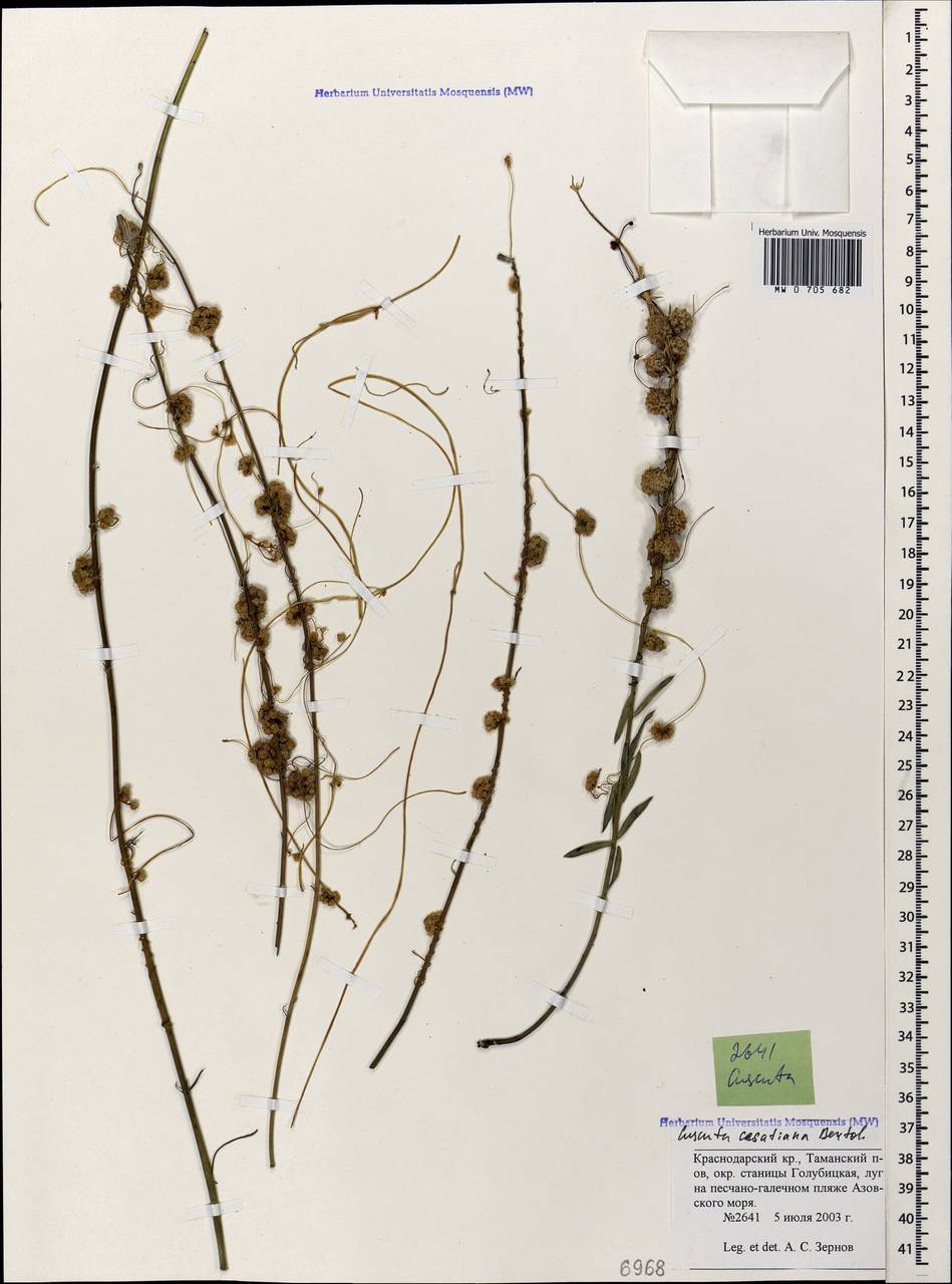 Cuscuta australis subsp. cesatiana (Bertol.) Maire, Caucasus, Krasnodar Krai & Adygea (K1a) (Russia)