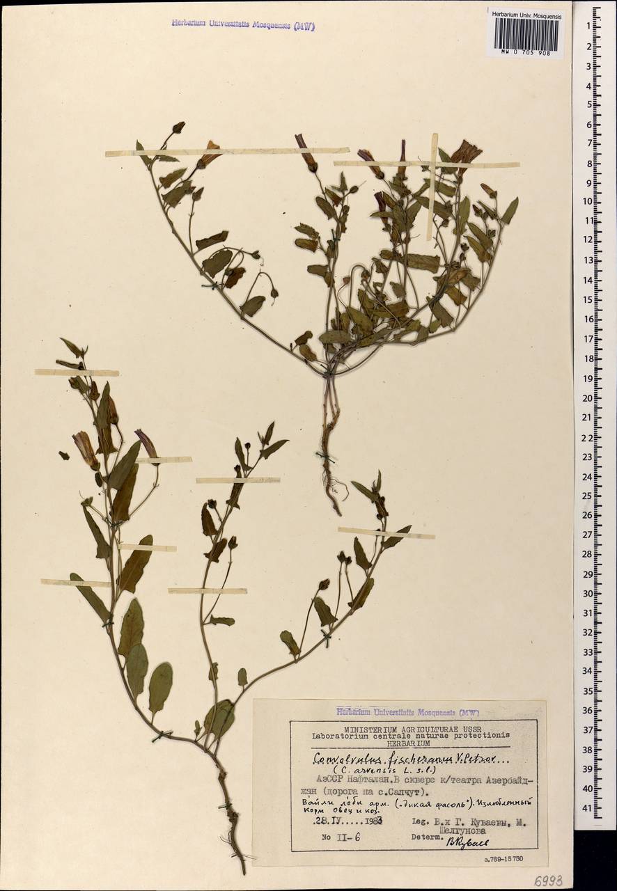 Convolvulus chinensis subsp. chinensis, Caucasus, Azerbaijan (K6) (Azerbaijan)