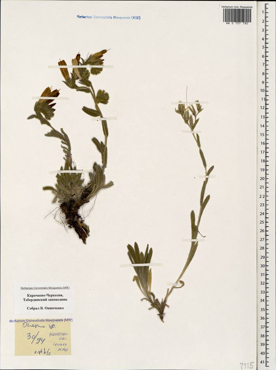 MW0707780, Onosma caucasica (Оносма кавказская), specimen