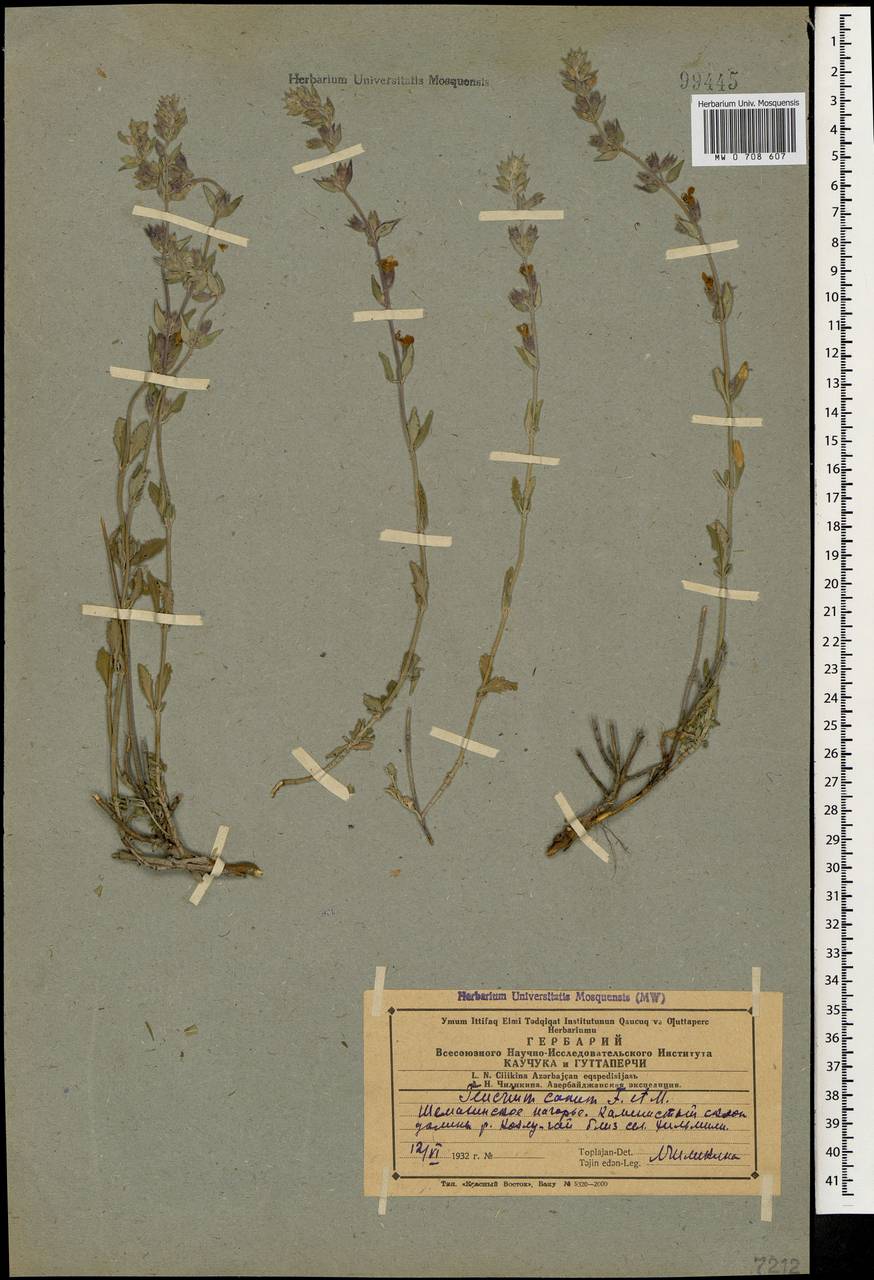 Teucrium canum Fisch. & C.A.Mey., Caucasus, Azerbaijan (K6) (Azerbaijan)