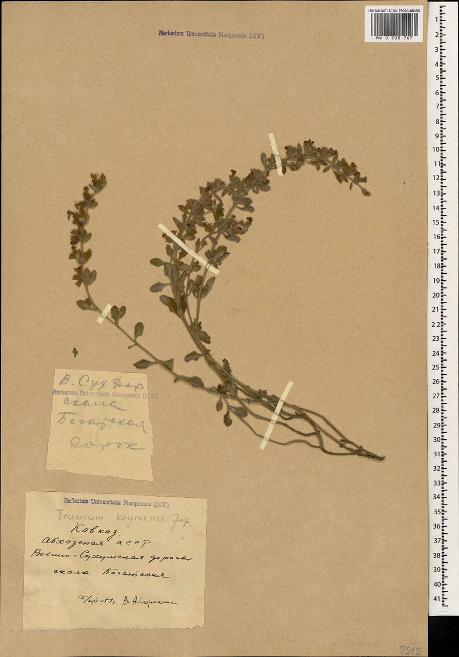 Teucrium krymense Juz., Caucasus, Abkhazia (K4a) (Abkhazia)
