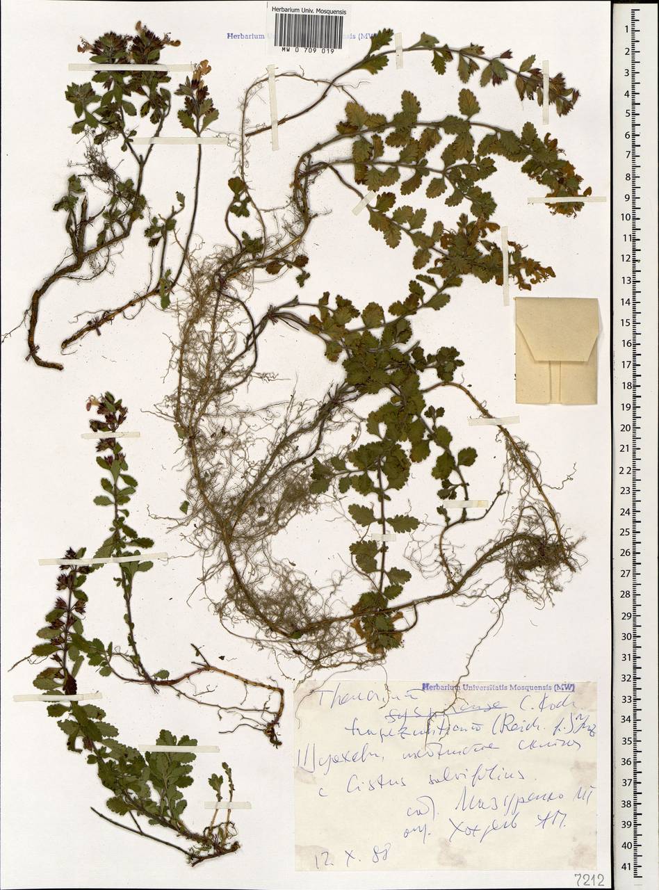 Teucrium chamaedrys subsp. trapezunticum Rech.f., Caucasus, Georgia (K4) (Georgia)