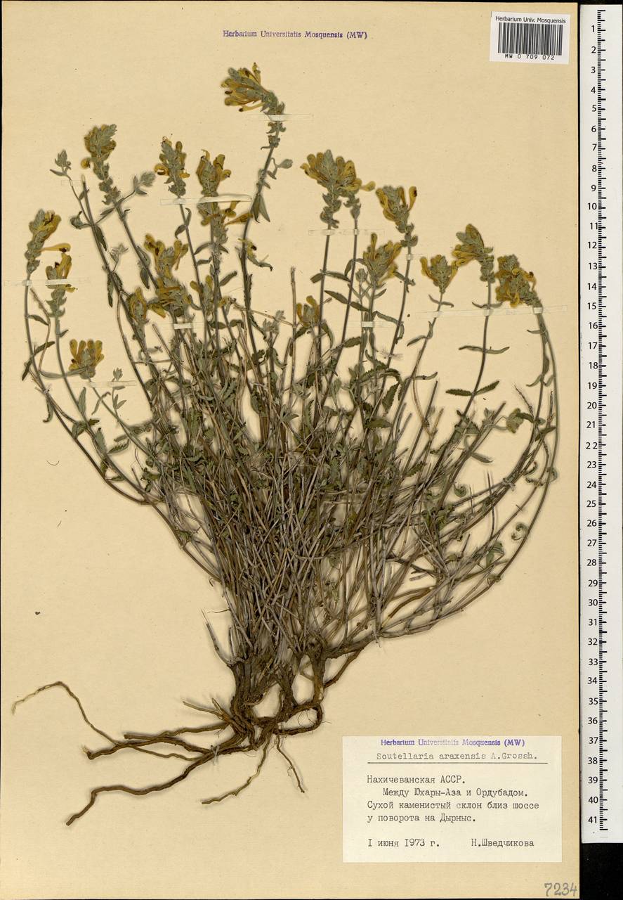 Scutellaria araxensis Grossh., Caucasus, Azerbaijan (K6) (Azerbaijan)