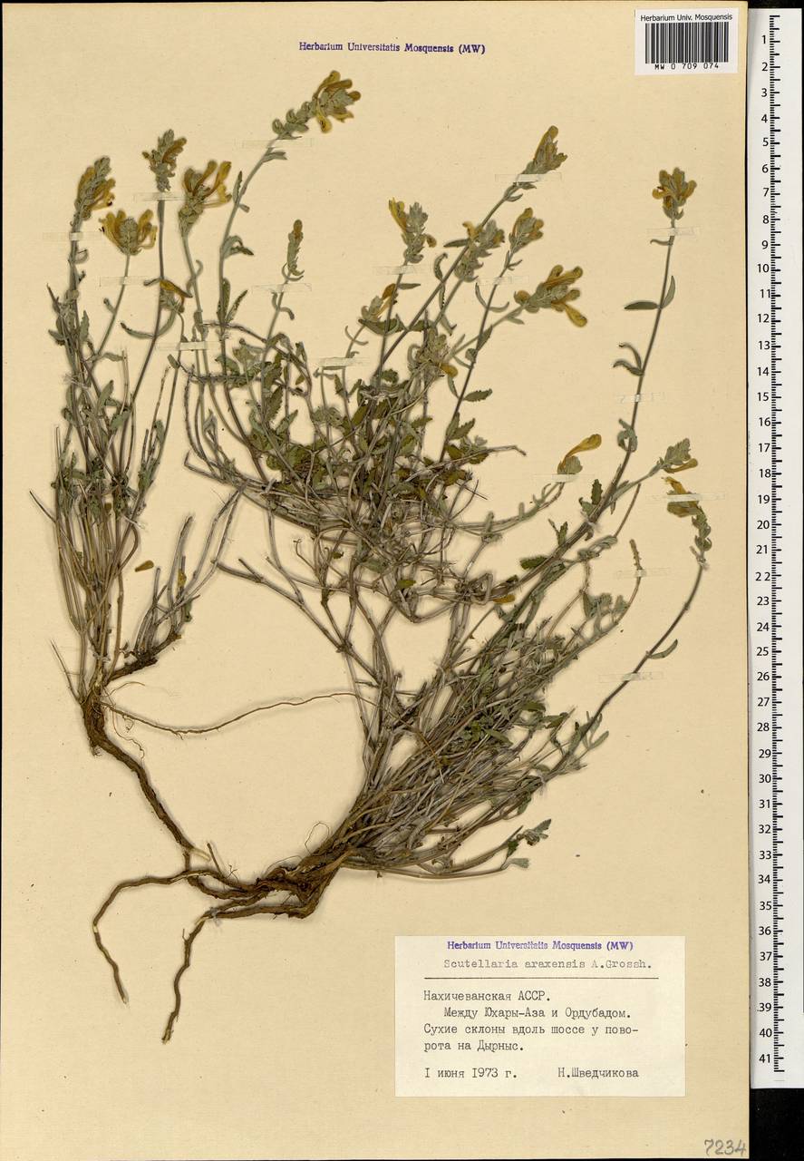 Scutellaria araxensis Grossh., Caucasus, Azerbaijan (K6) (Azerbaijan)