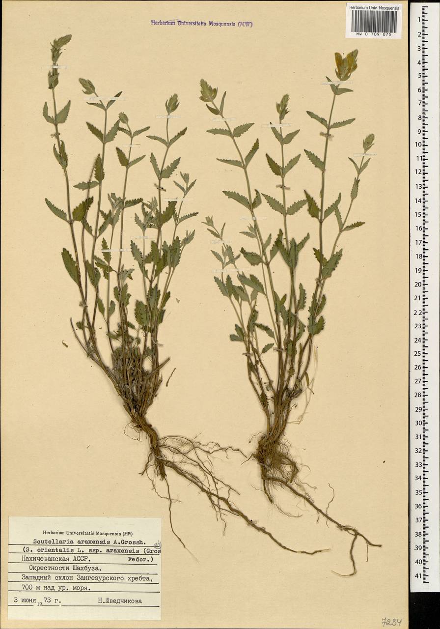 Scutellaria araxensis Grossh., Caucasus, Azerbaijan (K6) (Azerbaijan)