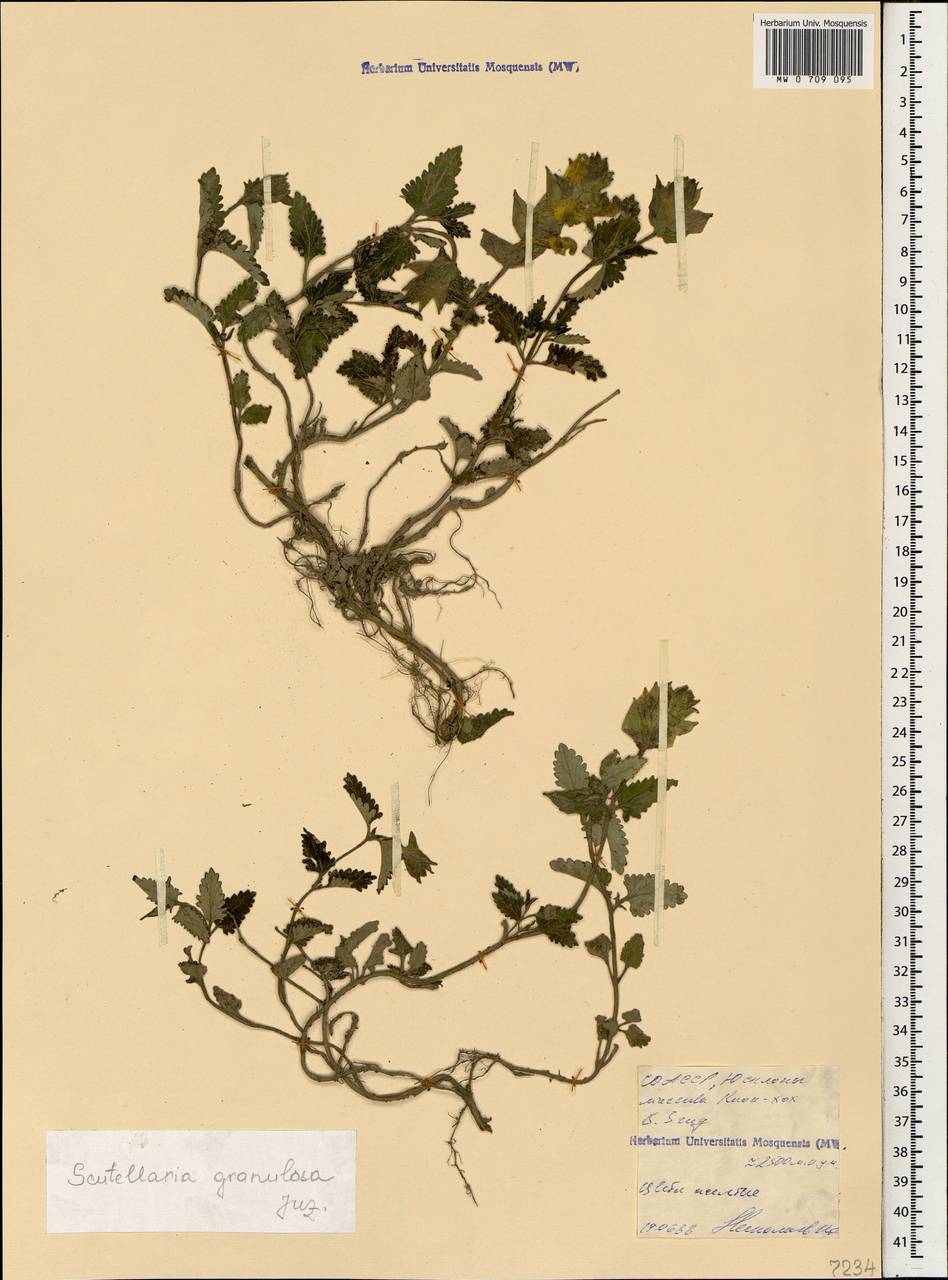 Scutellaria granulosa Juz., Caucasus, North Ossetia, Ingushetia & Chechnya (K1c) (Russia)