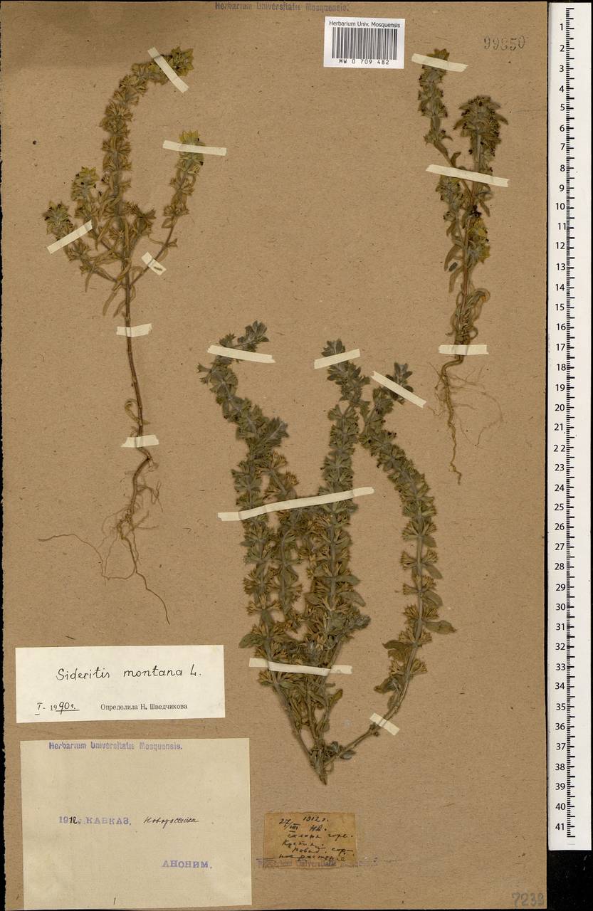 Sideritis montana L., Caucasus, Black Sea Shore (from Novorossiysk to Adler) (K3) (Russia)