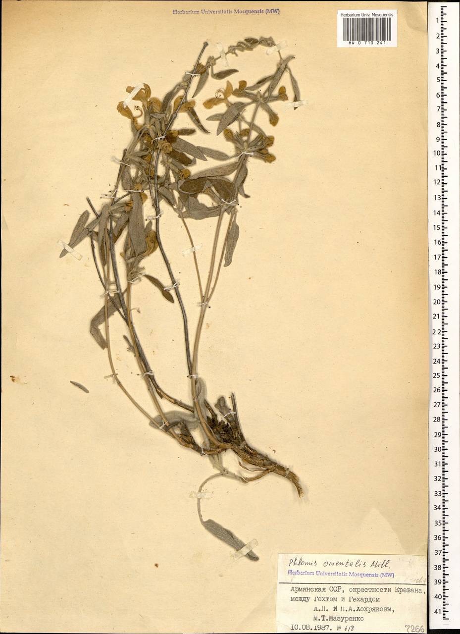 Phlomis orientalis Mill., Caucasus, Armenia (K5) (Armenia)