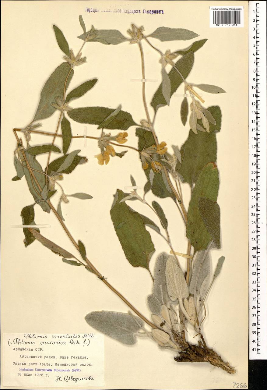 Phlomis orientalis Mill., Caucasus, Armenia (K5) (Armenia)