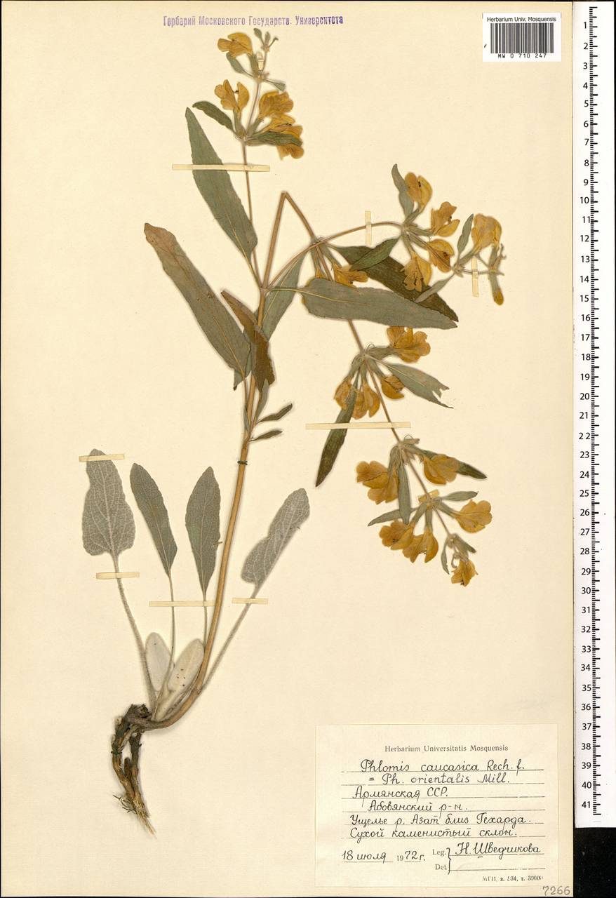 Phlomis orientalis Mill., Caucasus, Armenia (K5) (Armenia)