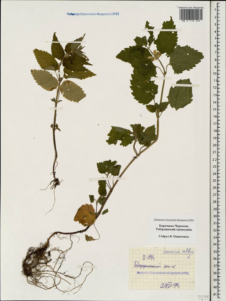 Lamium album L., Caucasus, Stavropol Krai, Karachay-Cherkessia & Kabardino-Balkaria (K1b) (Russia)