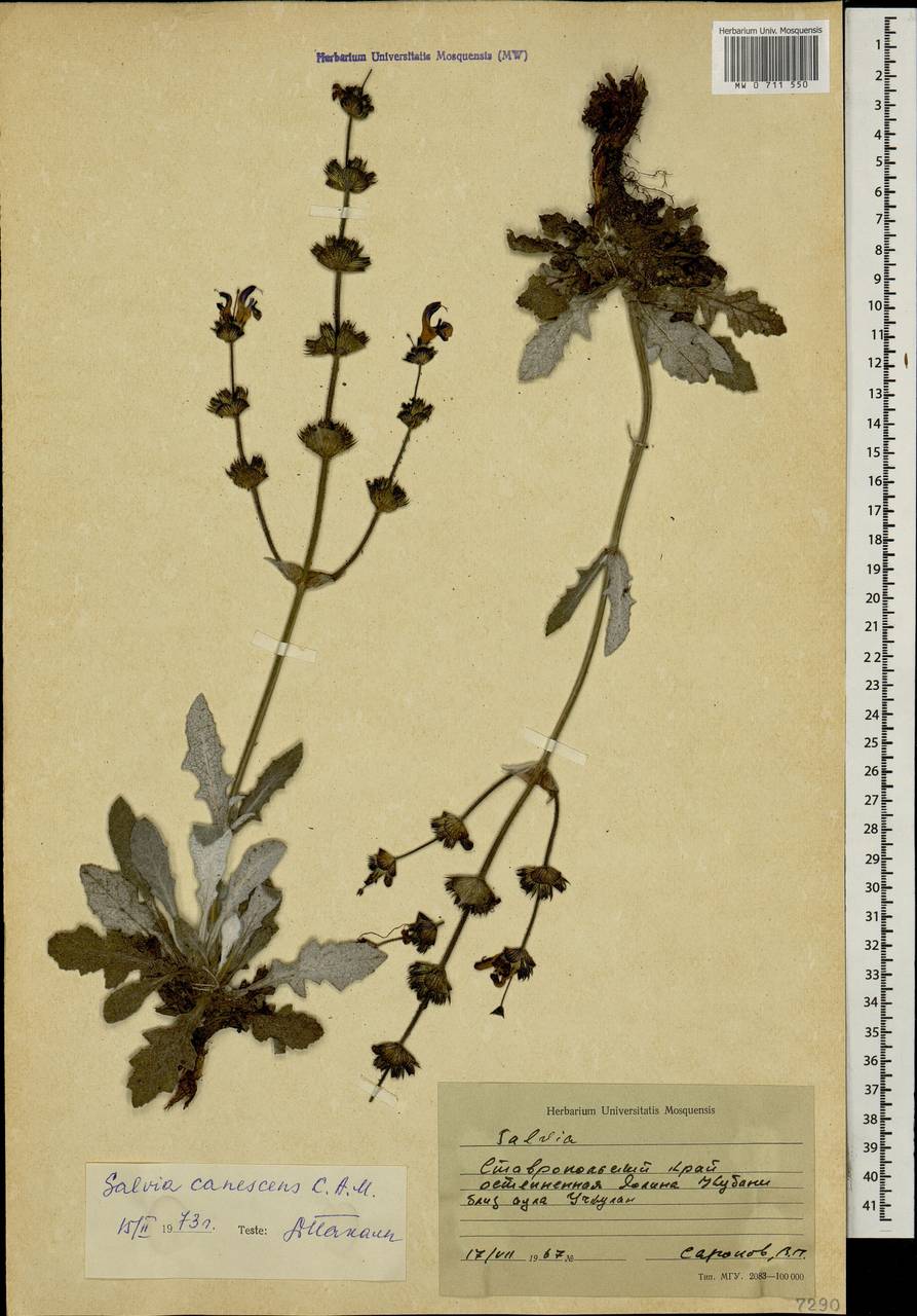 Salvia canescens C.A.Mey., Caucasus, Stavropol Krai, Karachay-Cherkessia & Kabardino-Balkaria (K1b) (Russia)