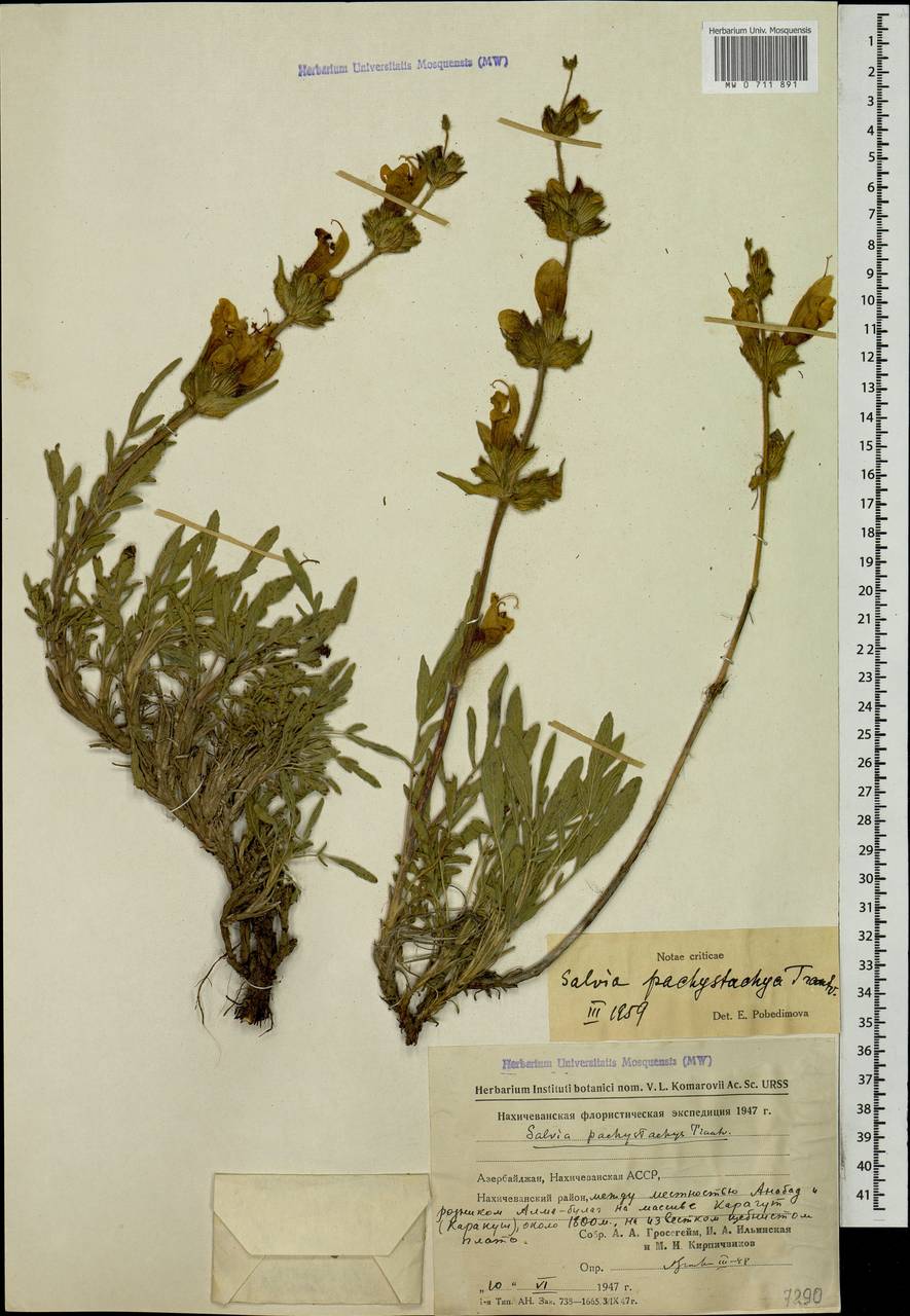 Salvia pachystachya Trautv., Caucasus, Azerbaijan (K6) (Azerbaijan)