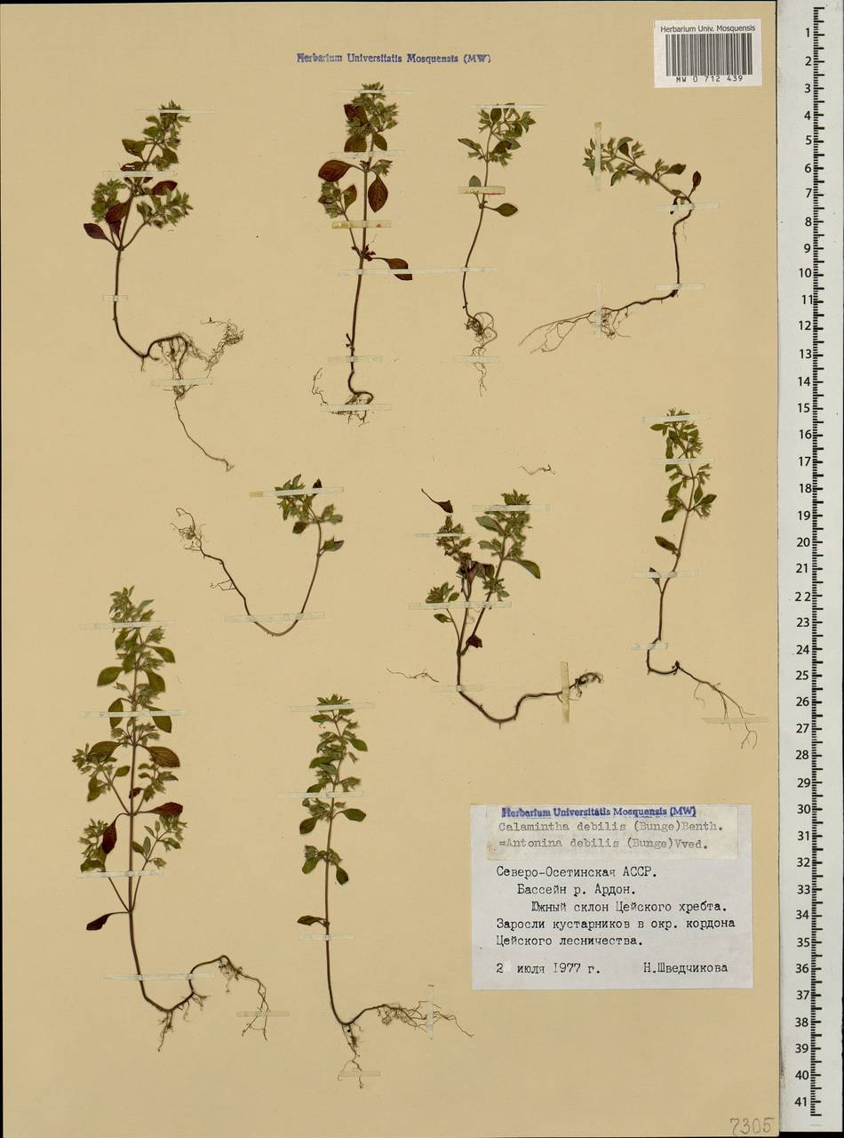 Mw Antonina Debilis Antonina Slabaya Specimen