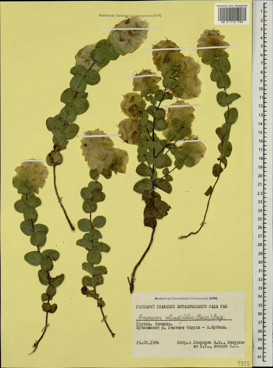 Origanum rotundifolium Boiss., Caucasus, Georgia (K4) (Georgia)