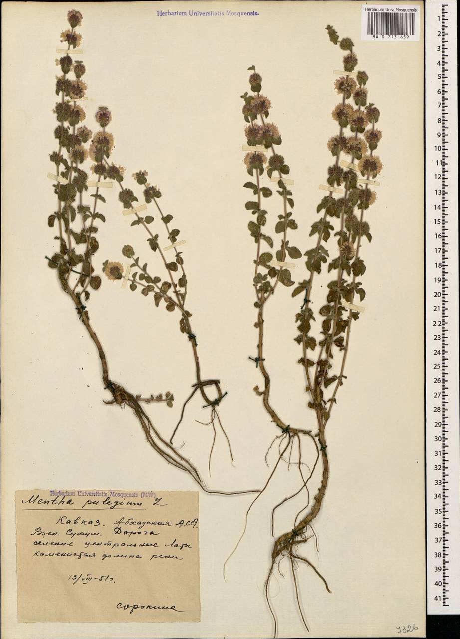 Mentha pulegium L., Caucasus, Abkhazia (K4a) (Abkhazia)