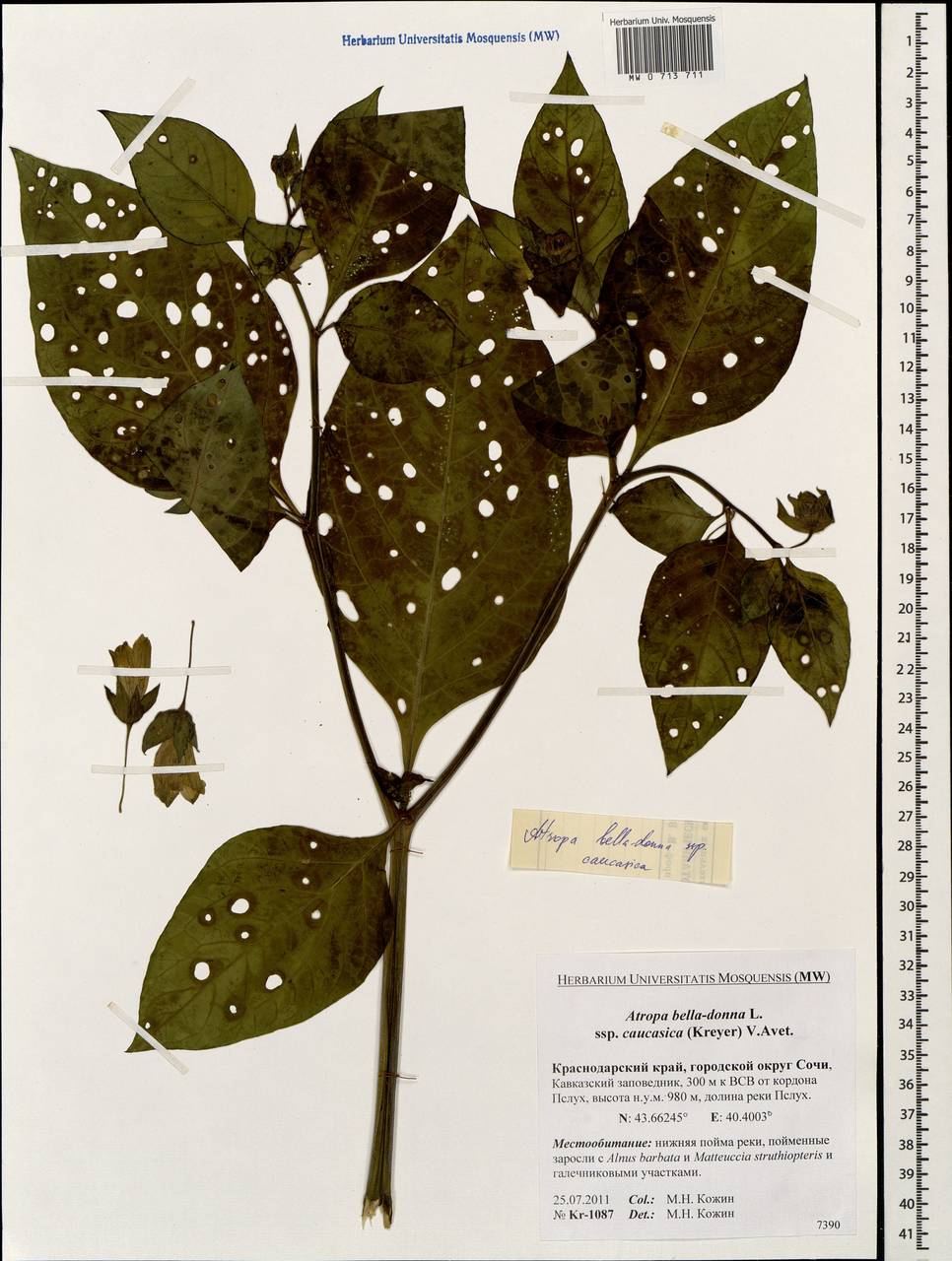 Atropa belladonna L., Caucasus, Krasnodar Krai & Adygea (K1a) (Russia)