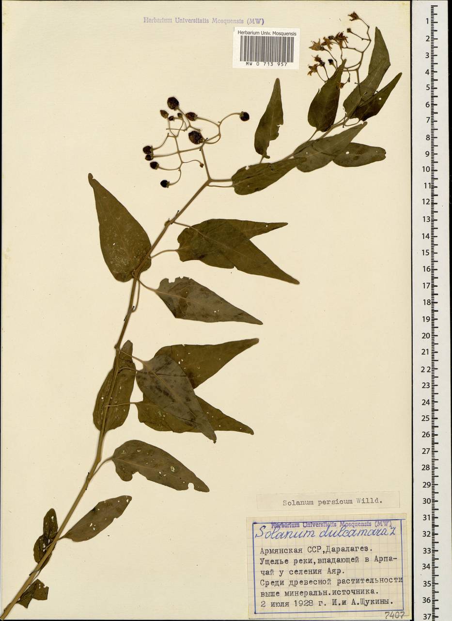 Solanum dulcamara L., Caucasus, Armenia (K5) (Armenia)