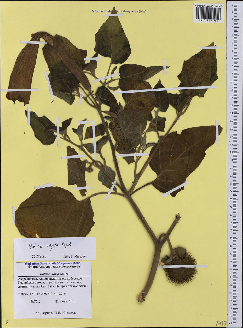 Datura wrightii Hort. ex Regel, Caucasus, Azerbaijan (K6) (Azerbaijan)