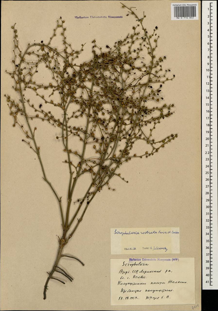 Scrophularia rostrata Boiss. & Buhse, Caucasus, Azerbaijan (K6) (Azerbaijan)