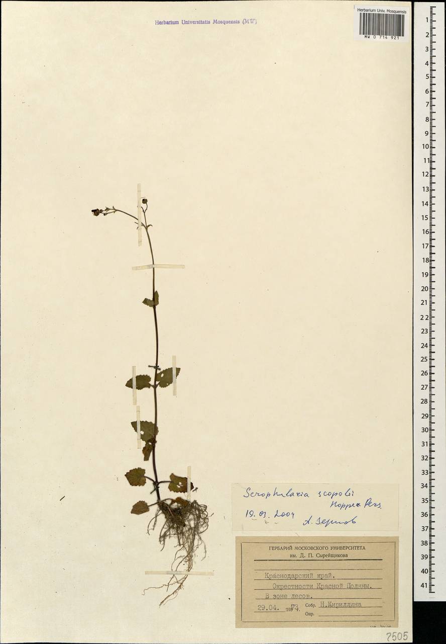 Scrophularia scopolii Hoppe, Caucasus, Krasnodar Krai & Adygea (K1a) (Russia)