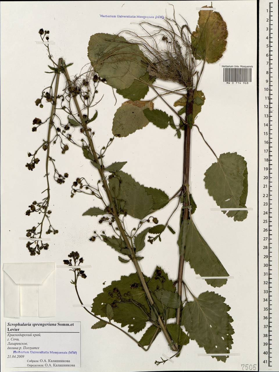 Scrophularia sprengeriana Sommier & Levier, Caucasus, Black Sea Shore (from Novorossiysk to Adler) (K3) (Russia)