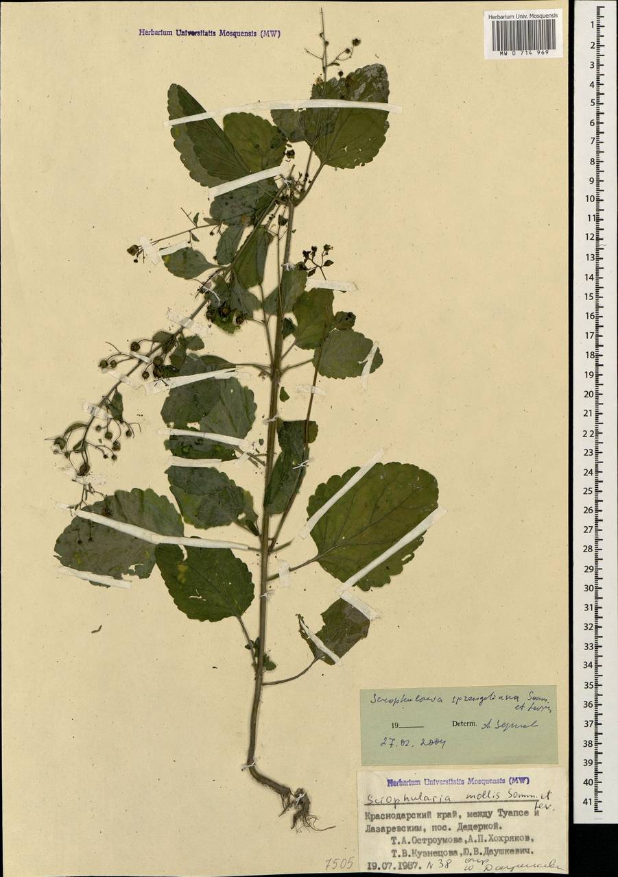 Scrophularia sprengeriana Sommier & Levier, Caucasus, Black Sea Shore (from Novorossiysk to Adler) (K3) (Russia)