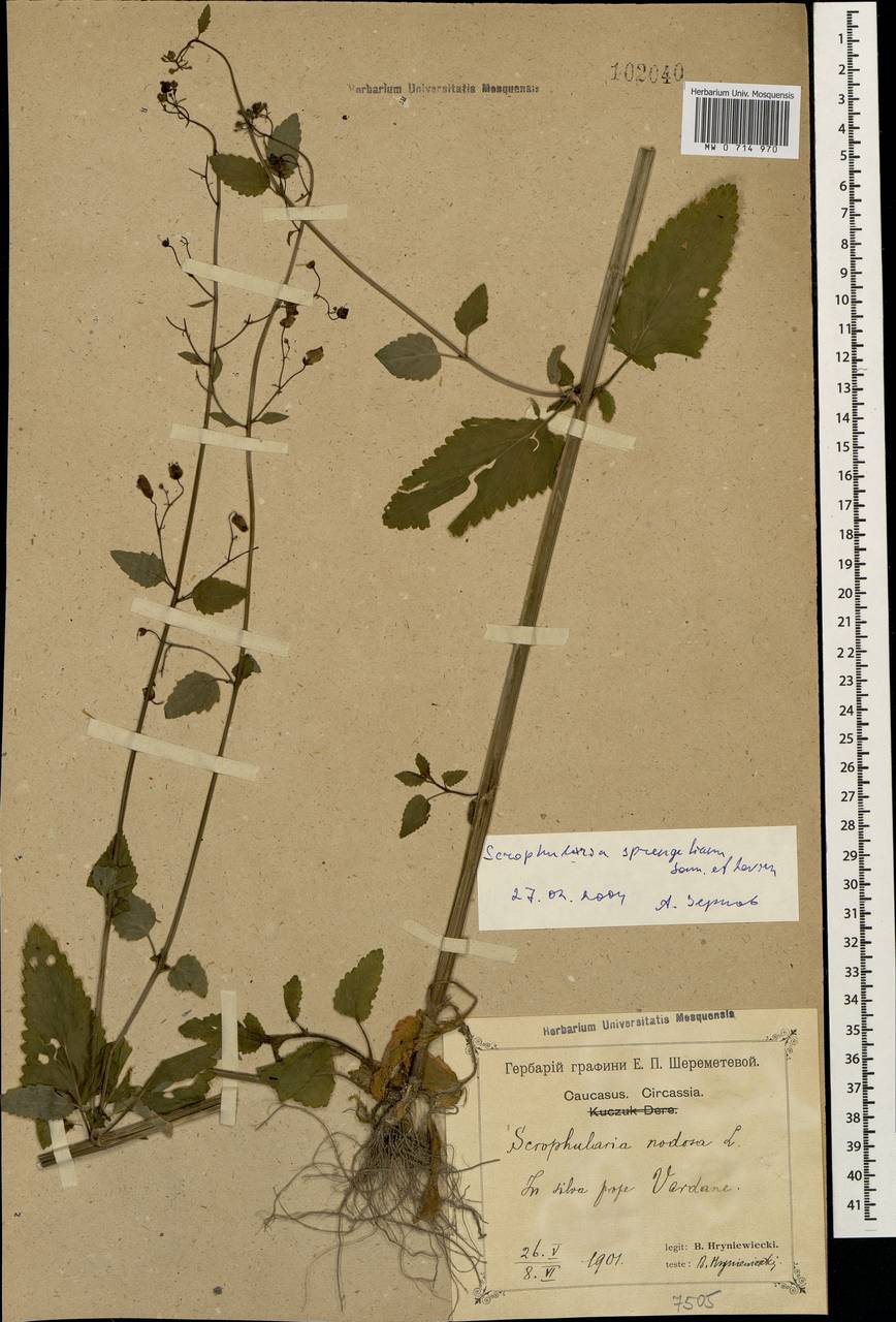 Scrophularia sprengeriana Sommier & Levier, Caucasus, Black Sea Shore (from Novorossiysk to Adler) (K3) (Russia)