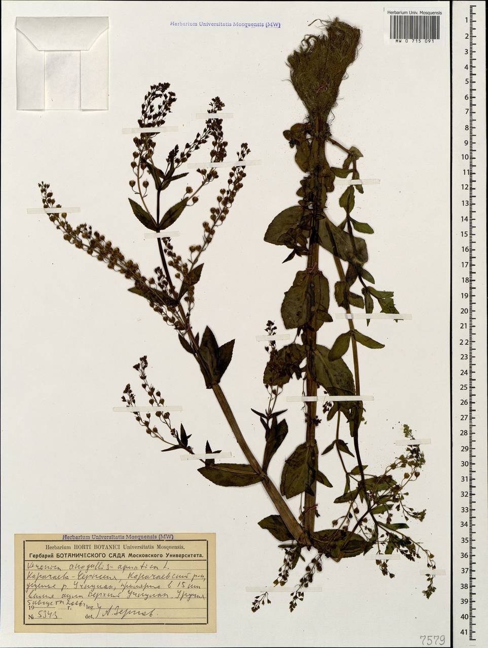 Veronica anagallis-aquatica L., Caucasus, Stavropol Krai, Karachay-Cherkessia & Kabardino-Balkaria (K1b) (Russia)