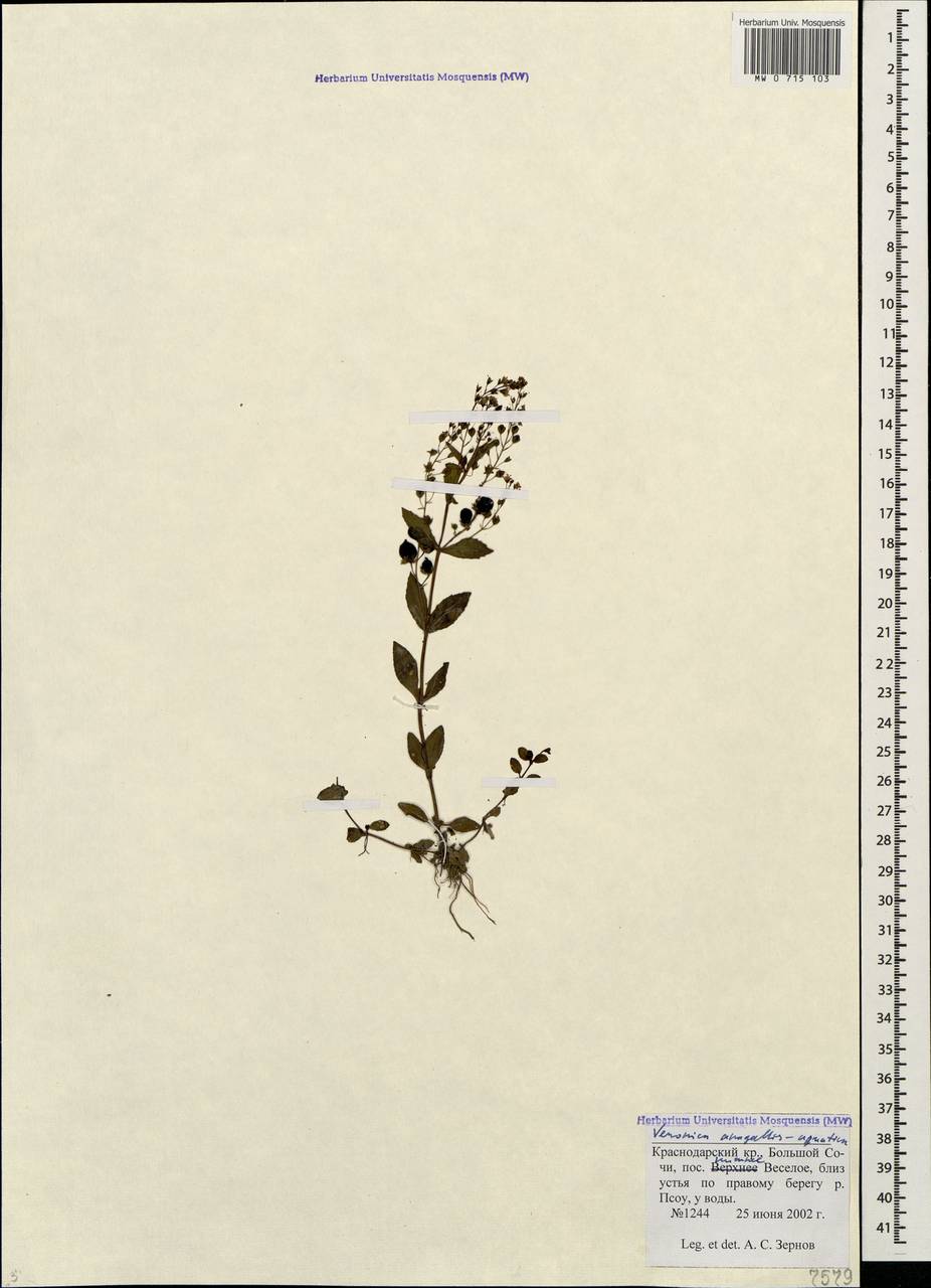 Veronica anagallis-aquatica L., Caucasus, Black Sea Shore (from Novorossiysk to Adler) (K3) (Russia)