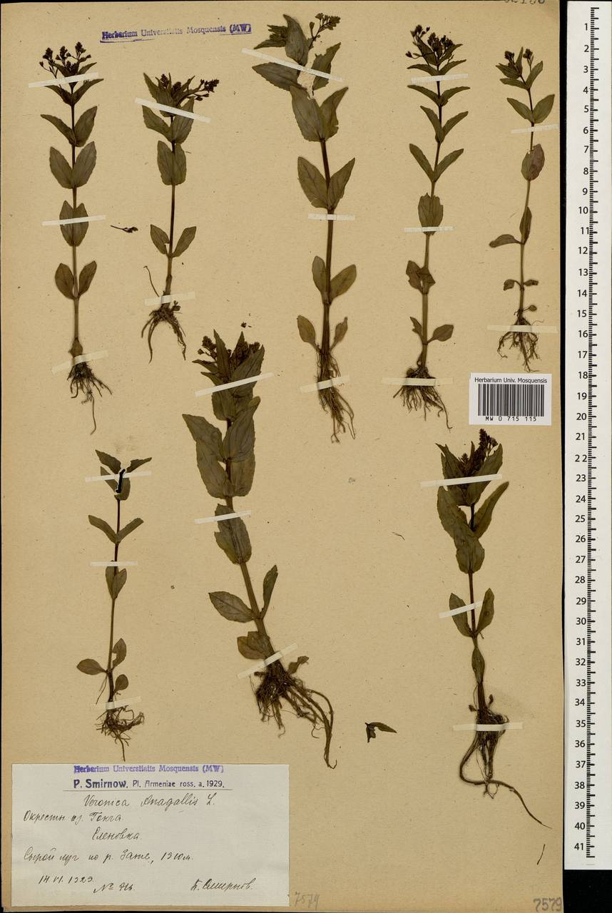 Veronica anagallis-aquatica L., Caucasus, Armenia (K5) (Armenia)