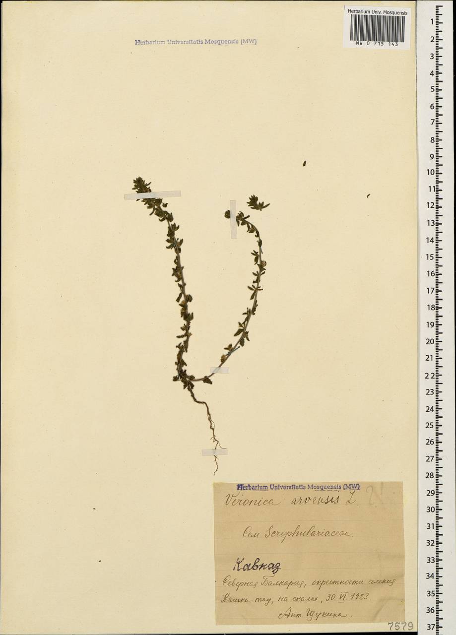 Veronica arvensis L., Caucasus, Stavropol Krai, Karachay-Cherkessia & Kabardino-Balkaria (K1b) (Russia)